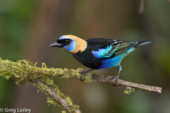 Golden-Hooded Tanager photo 3