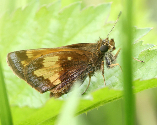 Hobomok Skipper