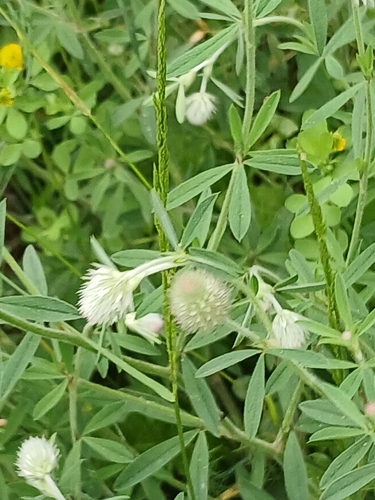 rabbitfoot clover
