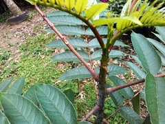 Zanthoxylum ailanthoides ailanthoides