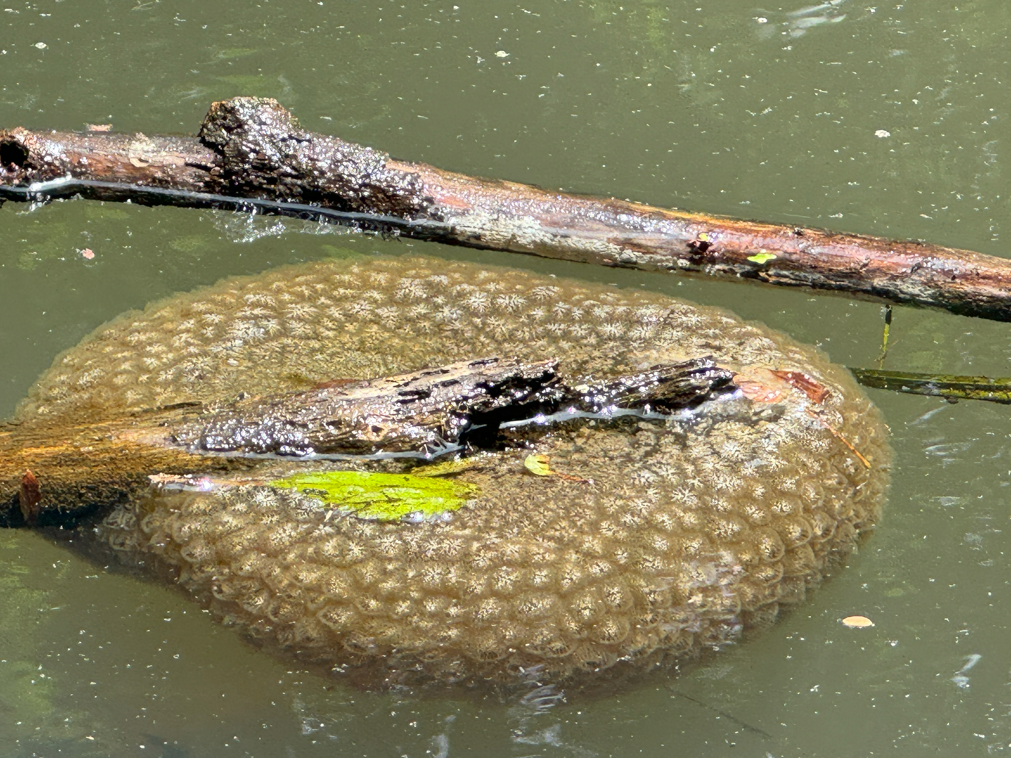 Pectinatella magnifica (Leidy, 1851)