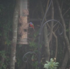 Passerina ciris ciris