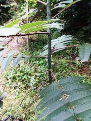 Zanthoxylum ailanthoides ailanthoides