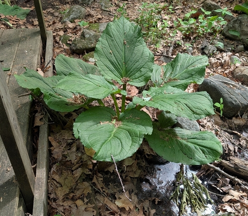 Eastern Skunk Cabbage