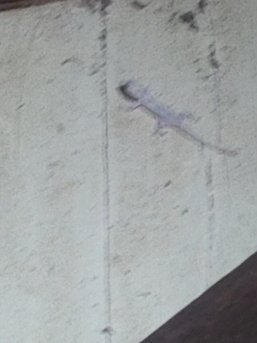 Tropical House Gecko