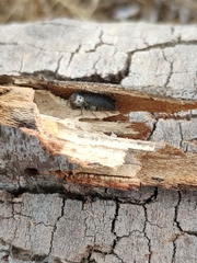 Amphicerus bimaculatus