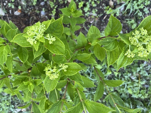 Peegee hydrangea