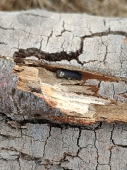 Amphicerus bimaculatus