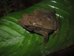 Rhinella dapsilis