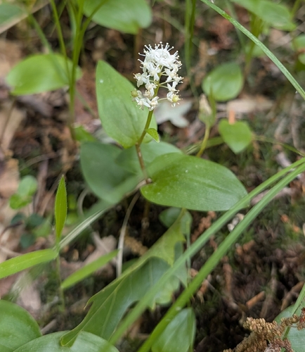 Kanada-Maiblume