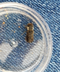 Amphicerus bimaculatus