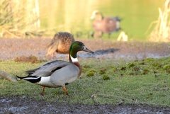 Anas platyrhynchos × acuta
