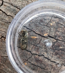 Amphicerus bimaculatus