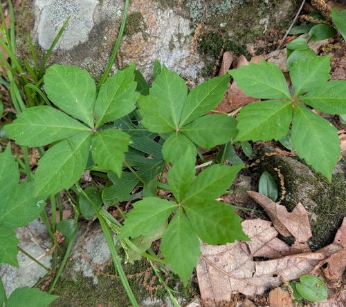 Virginia creeper