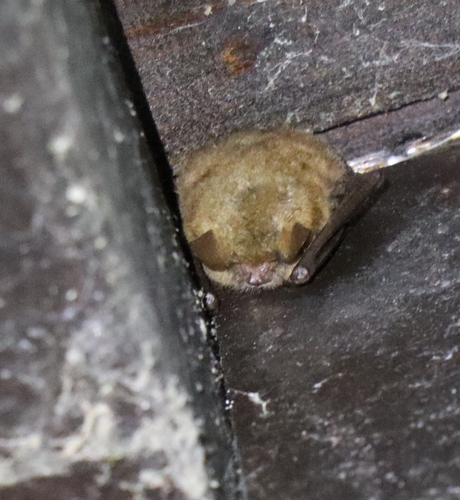 Geoffroy's Bat