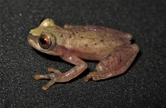 Dendropsophus shiwiarum
