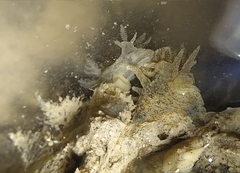 Thecacera