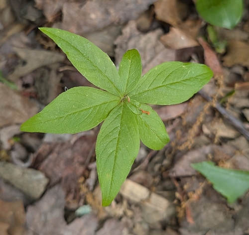 northern starflower