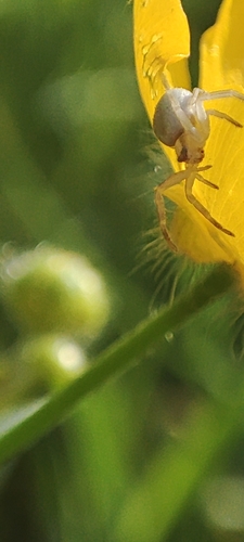 Goldenrod Crab Spider