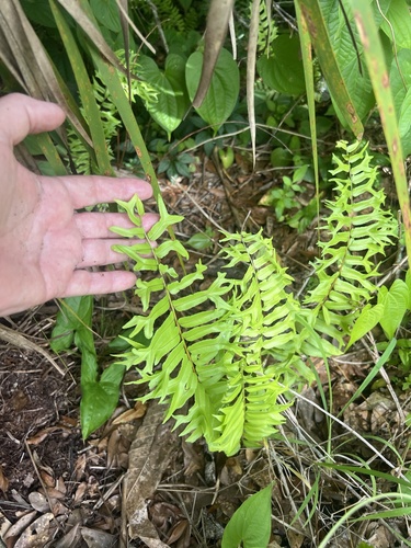 Nephrolepis falcata observed 2026-05-31