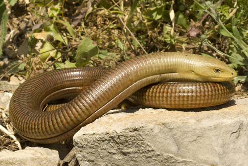 European Glass Lizard