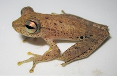Boana maculateralis