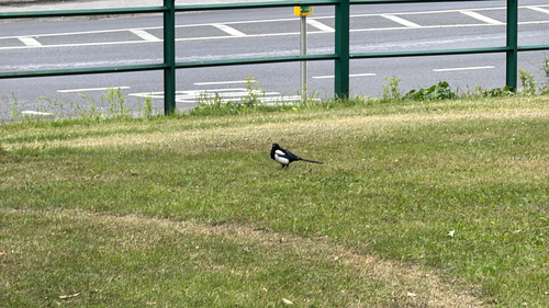 Eurasian Magpie