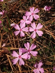 Phlox nivalis