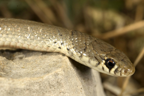 Ring-Headed Dwarf Snake