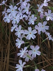 Phlox nivalis