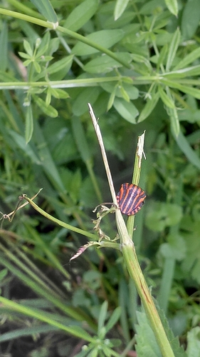Continental Striped Shield Bug