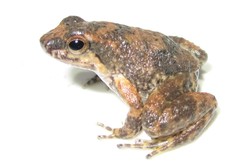 Hyloxalus yasuni