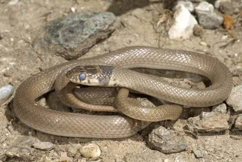 Ring-Headed Dwarf Snake