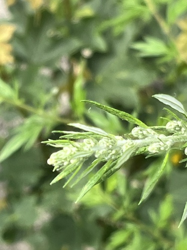 common mugwort