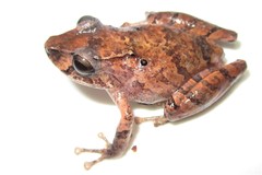 Pristimantis luscombei