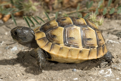 Testudo graeca ibera