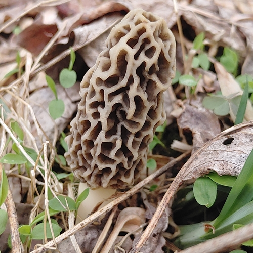 Yellow Morel