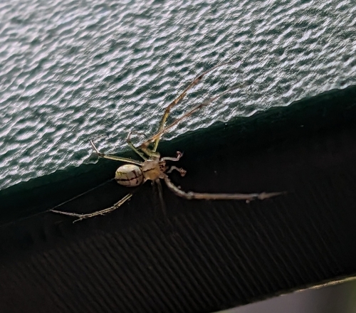 Orchard Orbweaver