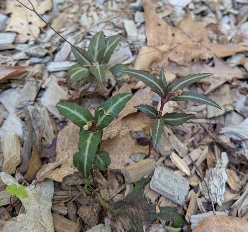 striped wintergreen
