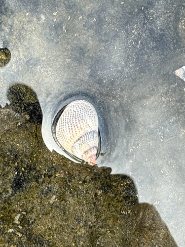 Littorina pintado observed 2026-05-31