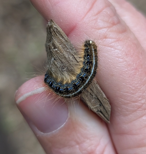 Eastern Tent Caterpillar Moth