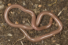 Xerotyphlops vermicularis
