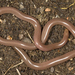 Eurasian Blind Snake - Photo (c) Roberto Sindaco, some rights reserved (CC BY-NC-SA), uploaded by Roberto Sindaco