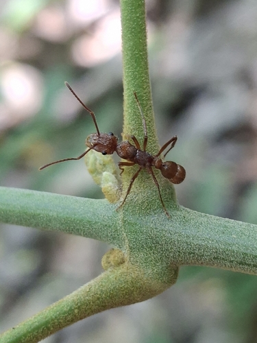 Ectatomma tuberculatum