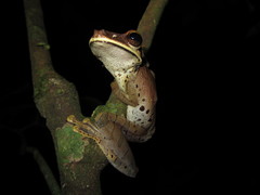 Osteocephalus planiceps