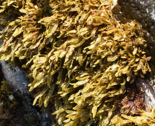 Sargassum aquifolium observed 2026-04-17