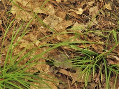 Carex debilis debilis