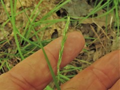 Carex debilis debilis