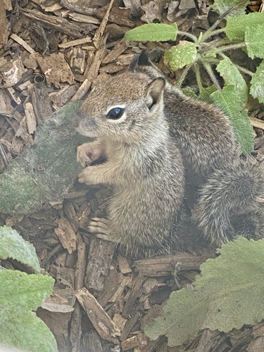 iNaturalist observation photo of California Ground Squirrel