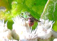 Augochloropsis ignita